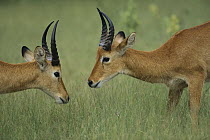 Puku (Kobus vardonii) young rams, Chobe National Park, Botswana