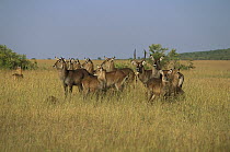 Defassa Waterbuck (Kobus ellipsiprymnus defassa) herd, Masai Mara, Kenya