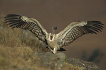 Cape Vulture (Gyps coprotheres) sunning, Drakensburg, South Africa