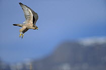 Lanner Falcon (Falco biarmicus) flying, Drakensburg, South Africa