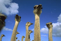 Ostrich (Struthio camelus) group, domesticated animals, South Africa