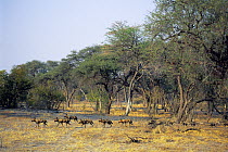 African Wild Dog (Lycaon pictus) pack on the hunt, Moremi Game Reserve, Botswana