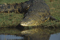Nile Crocodile (Crocodylus niloticus) on shore, Chobe River, Chobe National Park, Botswana
