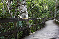 Boardwalk through palm and cypress forest, Fakahatchee Strand Preserve State Park, Florida