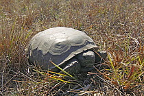 Florida Gopher Tortoise (Gopherus polyphemus), Kissimmee Prairie Preserve State Park, Florida