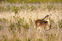 White-tailed Deer (Odocoileus virginianus) in tall grass, Kissimmee Prairie Preserve State Park, Florida
