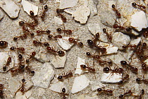 Red Imported Fire Ant (Solenopsis invicta) group, native to South America, Florida