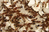 Red Imported Fire Ant (Solenopsis invicta) group, native to South America, Florida