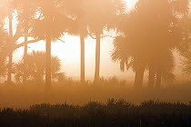 Cabbage Palm (Sabal sp) forest in mist, Kissimmee Prairie Preserve State Park, Florida