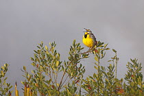 Eastern Meadowlark (Sturnella magna) male singing, Kissimmee Prairie Preserve State Park, Florida