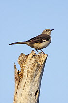Northern Mockingbird (Mimus polyglottos), Kissimmee Prairie Preserve State Park, Florida