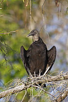 American Black Vulture (Coragyps atratus) sunbathing, Fakahatchee Strand Preserve State Park, Florida