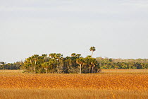 Palm cluster, Big Cypress National Preserve, Florida