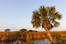 Cabbage Palm (Sabal sp) along water way, Big Cypress National Preserve, Florida