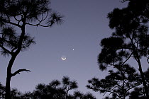 Slash Pine (Pinus elliottii) trees with moon and venus setting, Everglades National Park, Florida