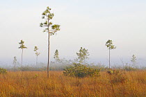Slash Pine (Pinus elliottii) trees and grassland in early morning mist, Everglades National Park, Florida