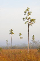 Slash Pine (Pinus elliottii) and grassland in early morning mist, Everglades National Park, Florida