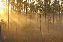 Slash Pine (Pinus elliottii) forest at sunrise, Everglades National Park, Florida