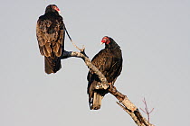 Turkey Vulture (Cathartes aura) pair, Everglades National Park, Florida