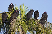 American Black Vulture (Coragyps atratus) group and Turkey Vultures (Cathartes aura) roosting in palm, Everglades National Park, Florida