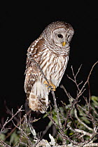 Barred Owl (Strix varia) at night, Everglades National Park, Florida