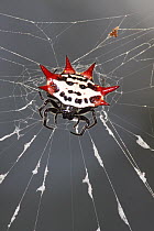 Spinybacked Orb-weaver Spider (Gasteracantha cancriformis) on web, Everglades National Park, Florida