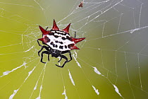 Spinybacked Orb-weaver Spider (Gasteracantha cancriformis) on web, Everglades National Park, Florida
