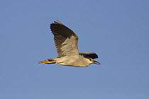 Black-crowned Night Heron (Nycticorax nycticorax) flying, Everglades National Park, Florida