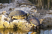 Florida Red-bellied Turtle (Pseudemys nelsoni) pair sunbathing on rock, Florida