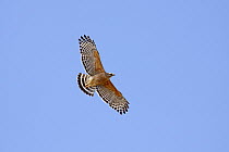Red-shouldered Hawk (Buteo lineatus) flying, Kissimmee Prairie Preserve State Park, Florida