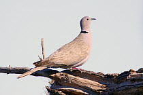Eurasian Collared-Dove (Streptopelia decaocto), Kissimmee Prairie Preserve State Park, Florida