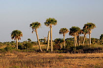 Cabbage Palm (Sabal sp) trees, Kissimmee Prairie Preserve State Park, Florida