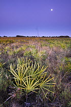Saw Palmetto (Serenoa repens) thickets in dry prairie ecosystem with a rising full moon, Kissimmee Prairie Preserve State Park, Florida
