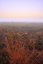 Dry prairie ecosytem at dawn, Kissimmee Prairie Preserve State Park, Florida