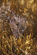 Orb-weaver Spider (Araneidae) web at dawn, Kissimmee Prairie Preserve State Park, Florida