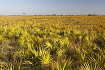 Saw Palmetto (Serenoa repens) field, Kissimmee Prairie Preserve State Park, Florida