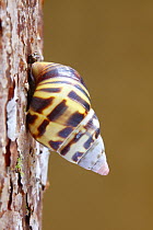 Florida Tree Snail (Liguus fasciatus) on tree trunk, Everglades National Park, Florida