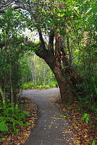 Gumbo Limbo (Bursera simaruba) trees surround Gumbo Limbo Trail, Everglades National Park, Florida