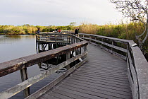 Tourists on boardwalk and viewing platform, Everglades National Park, Florida