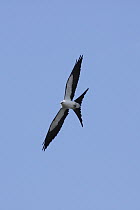 Swallow-tailed Kite (Elanoides forficatus) flying, Fakahatchee Strand Preserve State Park, Florida
