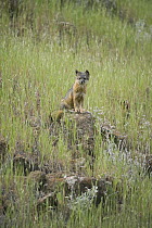 Channel Islands Gray Fox (Urocyon littoralis) sitting on rock, Santa Cruz Island, Channel Islands National Park, California