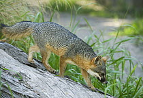 Channel Islands Gray Fox (Urocyon littoralis), Santa Cruz Island, Channel Islands National Park, California
