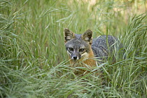 Channel Islands Gray Fox (Urocyon littoralis) in tall grass, Santa Cruz Island, Channel Islands National Park, California
