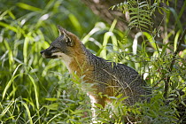 Channel Islands Gray Fox (Urocyon littoralis), Santa Cruz Island, Channel Islands National Park, California