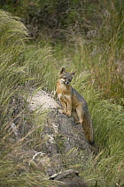 Channel Islands Gray Fox (Urocyon littoralis) standing on rock, Santa Cruz Island, Channel Islands National Park, California
