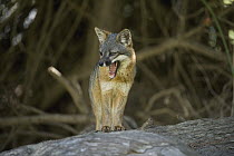 Channel Islands Gray Fox (Urocyon littoralis) barking, Santa Cruz Island, Channel Islands National Park, California