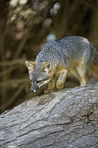 Channel Islands Gray Fox (Urocyon littoralis) smelling, Santa Cruz Island, Channel Islands National Park, California