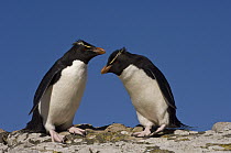 Rockhopper Penguin (Eudyptes chrysocome) pair using trail between colony and shoreline, Pebble Island, Falkland Islands