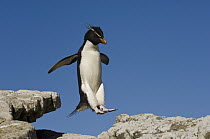 Rockhopper Penguin (Eudyptes chrysocome) jumping, Pebble Island, Falkland Islands