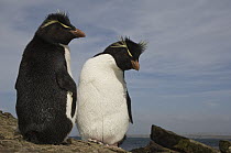 Rockhopper Penguin (Eudyptes chrysocome) pair, Pebble Island, Falkland Islands